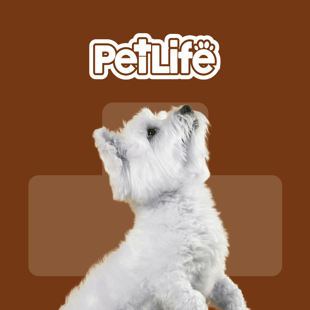 About Pet Life